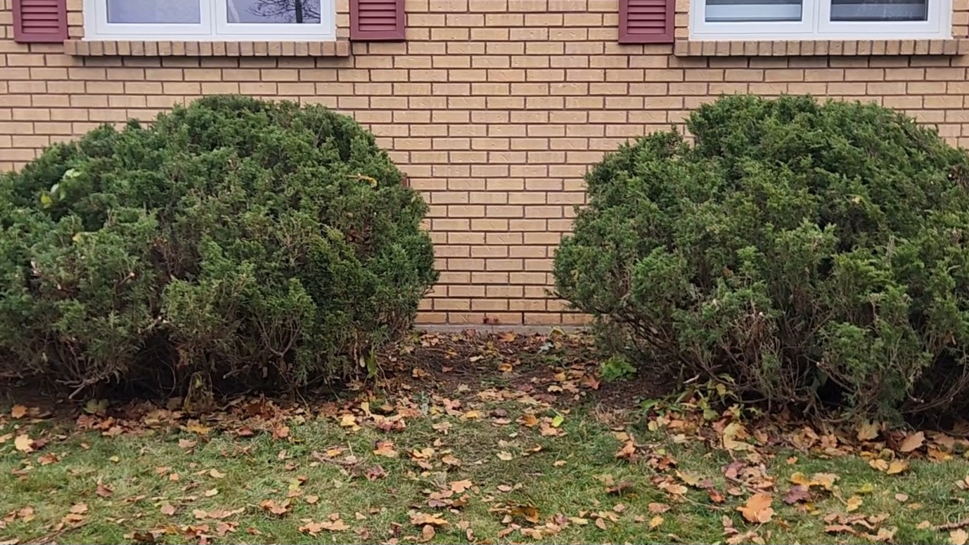 Shrub Maintenance